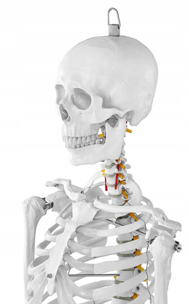 Анатомічна модель кістяка людини 176см 7659086614 фото