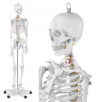 Анатомічна модель кістяка людини 176см 7659086614 фото